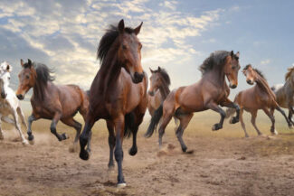 Wild jump bay Seven horses in the wilderness